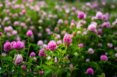 A herbal approach to the menopause