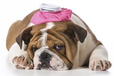 Can starflower oil stop a hangover?