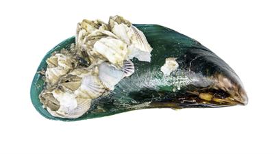 Green-lipped mussel for rheumatoid arthritis