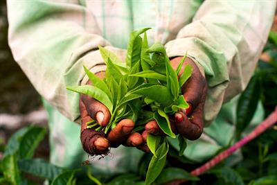L-Theanine - the mystery ingredient in tea