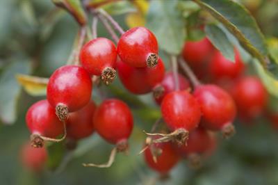 Rosehip as an approach to painful joints
