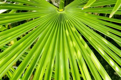Saw Palmetto can help an enlarged prostate