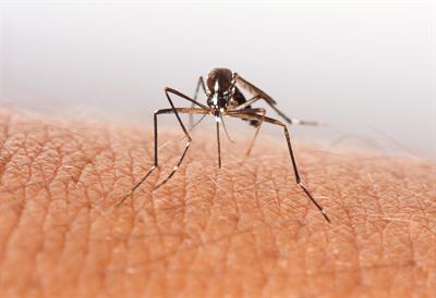 Alternative Insect bite prevention - thiamine
