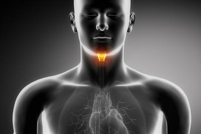 Thyroid Gland