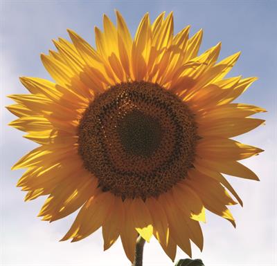 Vitamin D and rickets
