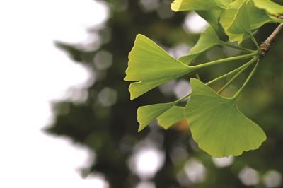 What is Ginko Biloba?