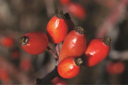 Does Rose Hip Help Arthritis