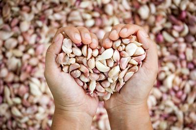 Garlic's Role in Cardiovascular Health