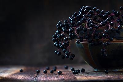 Elderberries fight seasonal illness