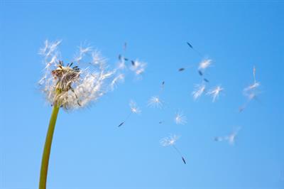 How to fight your spring allergies without drugs