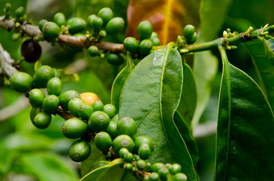 Green Coffee Extract
