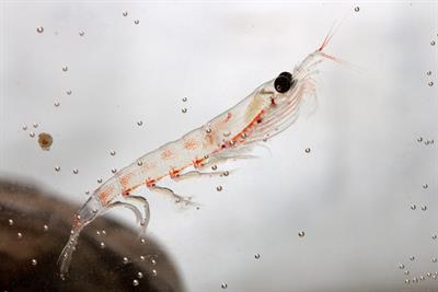 Is Krill Oil better than Fish Oil?