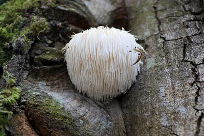 Lion's Mane Mushroom: A Natural Health Boost
