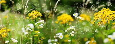 Exploring Natural Supplements to Help Ease Hayfeve