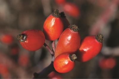 Customer reviews for Rosehip