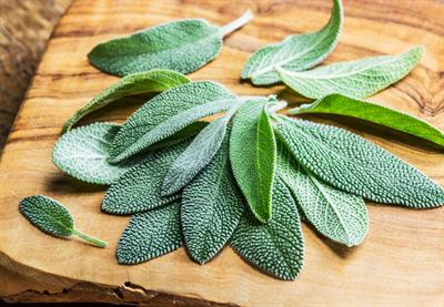 Sage studied for its brain boosting properties