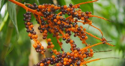 Can Saw Palmetto help with prostate problems?