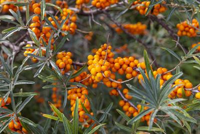 Sea Buckthorn - A Menopausal Saviour