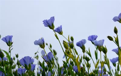Starflower Oil vs Evening Primrose Oil