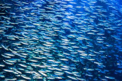 Why Have Fish Oils Increased in Price So Much?